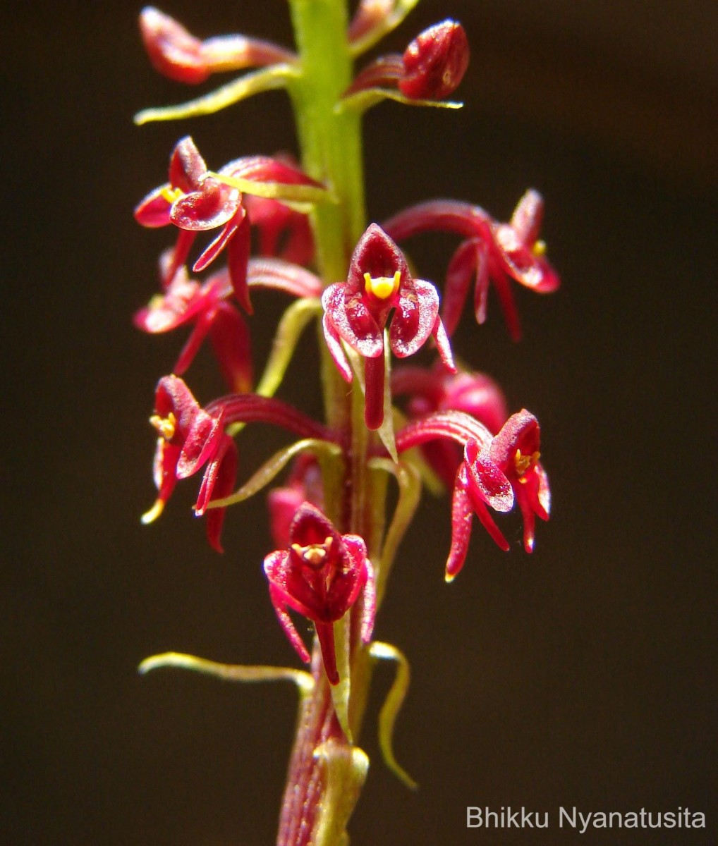 Malaxis discolor (Lindl.) Kuntze